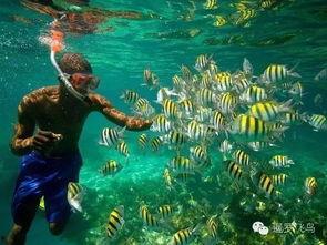 娱乐吃瓜酱飞鸟与鱼,娱乐吃瓜酱的甜蜜邂逅