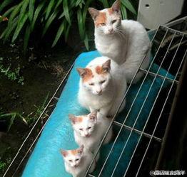 娱乐吃瓜喵散步,散步中的娱乐圈八卦揭秘