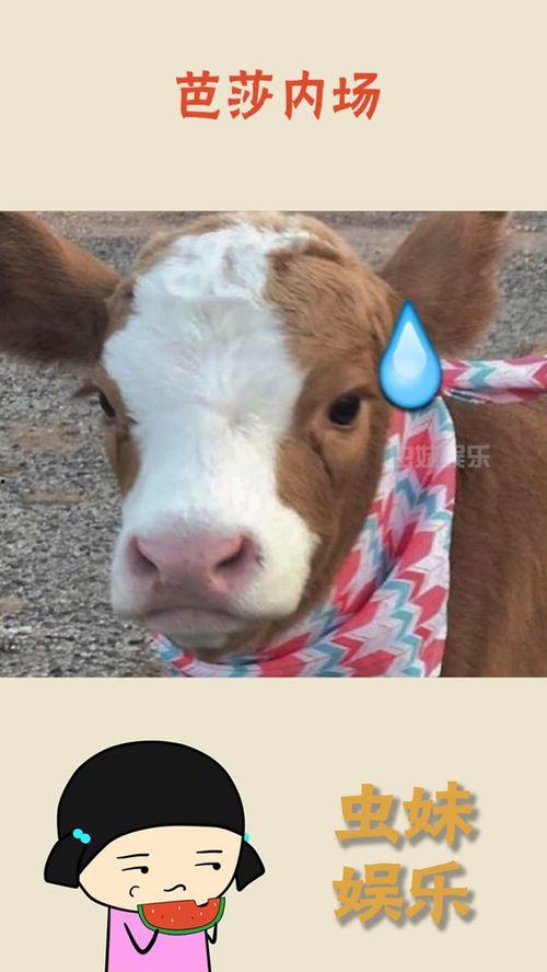 娱乐吃瓜酱背景,带你走进娱乐圈的幕后风云