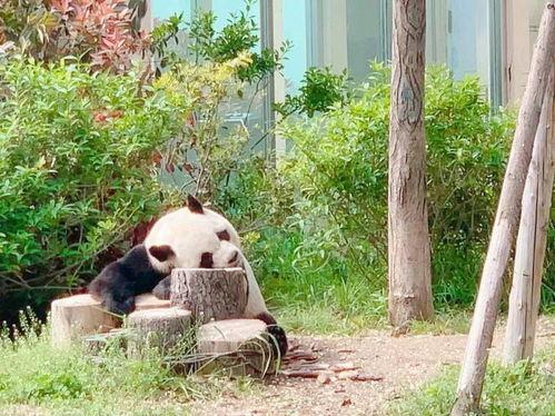 娱乐吃瓜酱动物园,揭秘娱乐圈背后的趣味故事