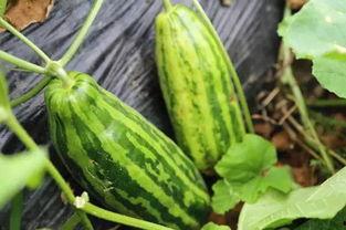 娱乐吃瓜什么意思,吃瓜群众如何成为幕后推手