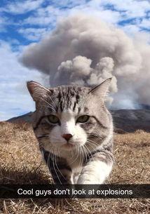 娱乐吃瓜猫捉鸟小说,娱乐吃瓜界的甜蜜陷阱