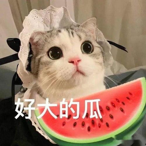 娱乐吃瓜君七七折耳猫,娱乐吃瓜君的萌宠日常